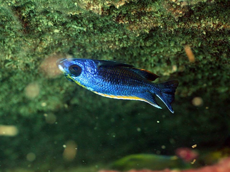 Otopharynx lithobates 'Zimbawe Rock'